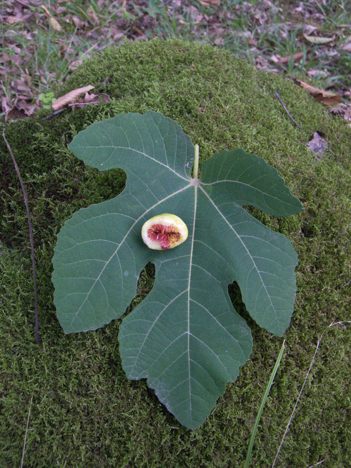 Image of Ficus carica specimen.