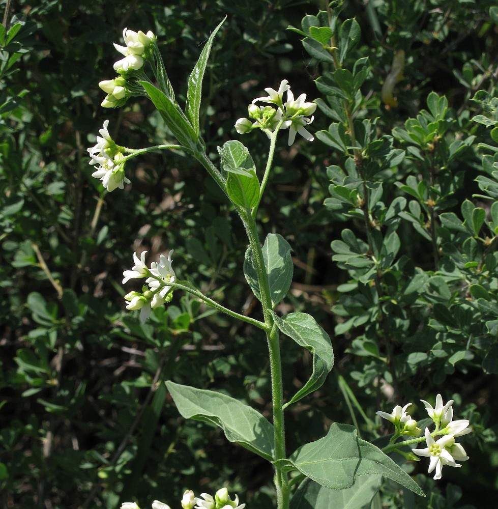 Image of Vincetoxicum hirundinaria specimen.