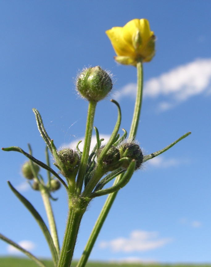 Изображение особи Ranunculus polyanthemos.