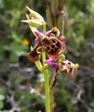 Ophrys fuciflora. Соцветие с аномальными цветками. Israel, Mount Hermon. 30.04.2006.