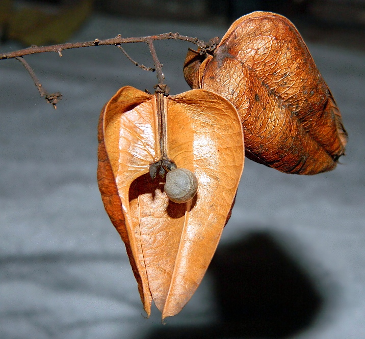 Image of Koelreuteria paniculata specimen.