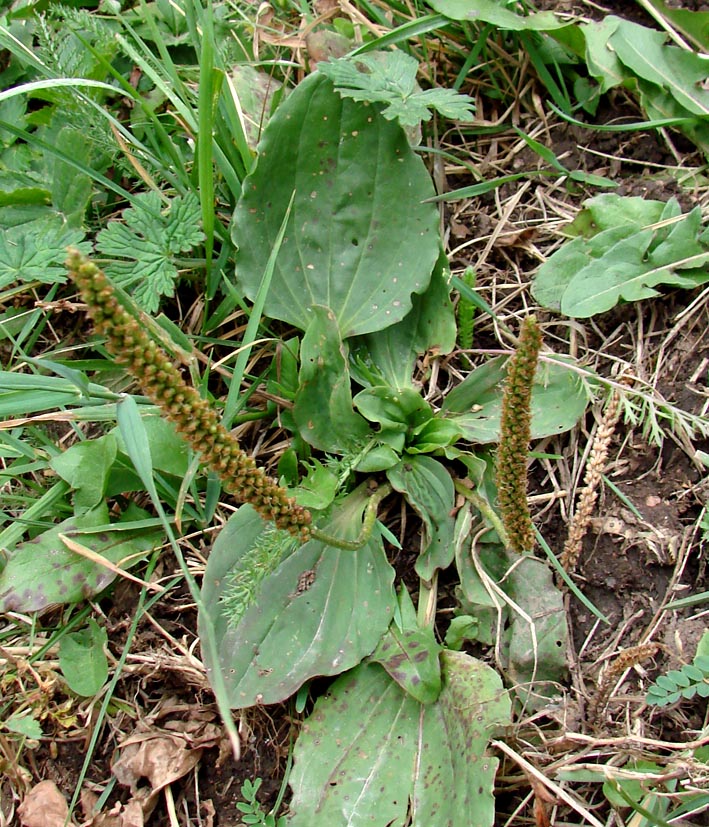 Image of Plantago major specimen.