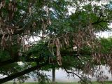 genus Robinia. Плодоносящие ветви. Германия, земля Бавария, округ Нижняя Франкония, г. Вюрцбург, набережная р. Майн. 21.07.2012.