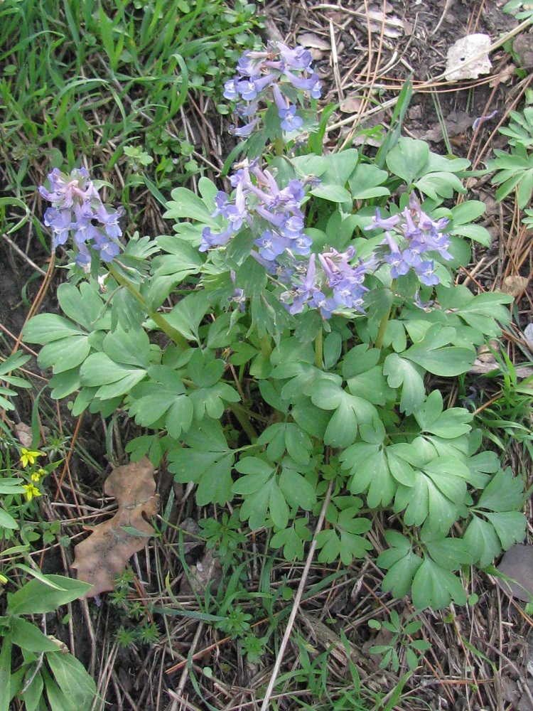 Image of Corydalis solida specimen.