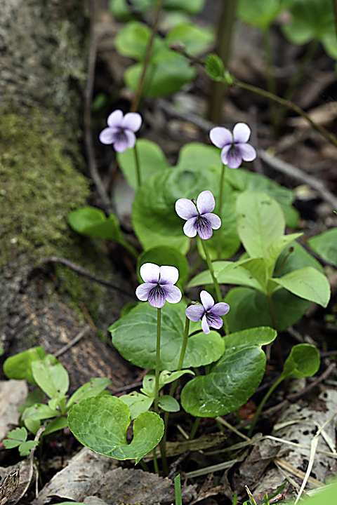 Image of Viola palustris specimen.