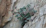 Euphorbia rupestris