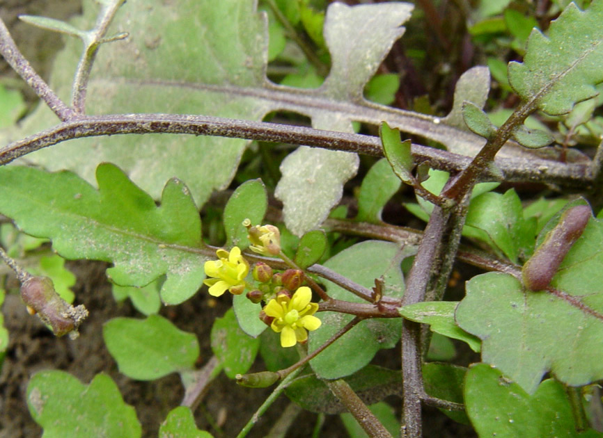 Image of Rorippa palustris specimen.