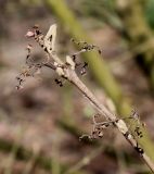 Callicarpa dichotoma. Верхушка побега с остатками опавших соплодий. Германия, г. Krefeld, ботанический сад. 07.04.2013.