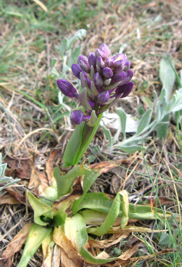 Image of Anacamptis morio ssp. caucasica specimen.