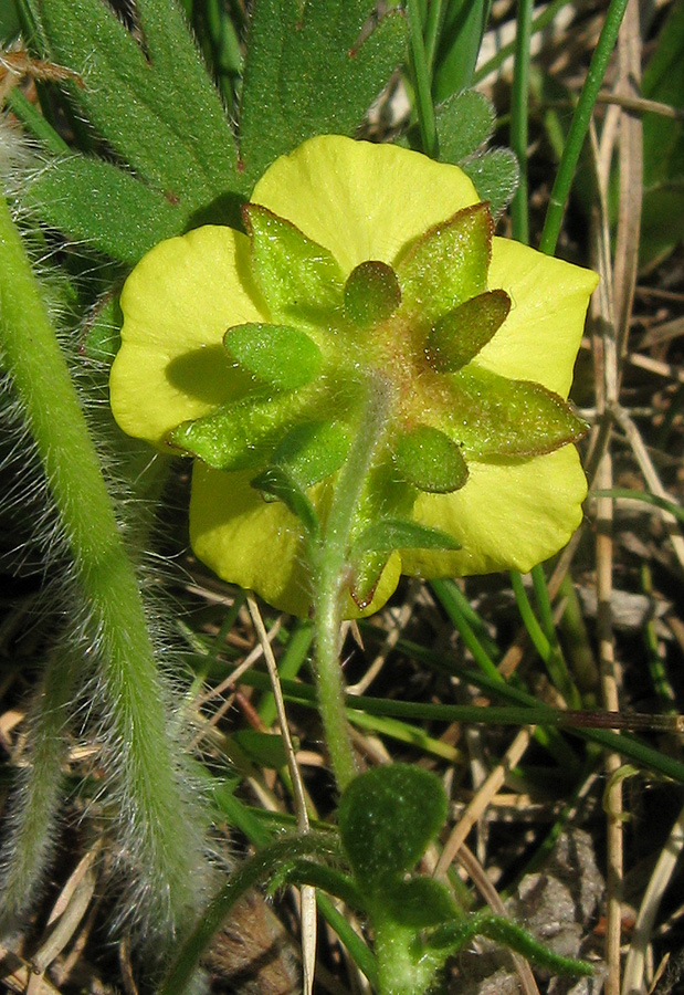 Изображение особи Potentilla depressa.