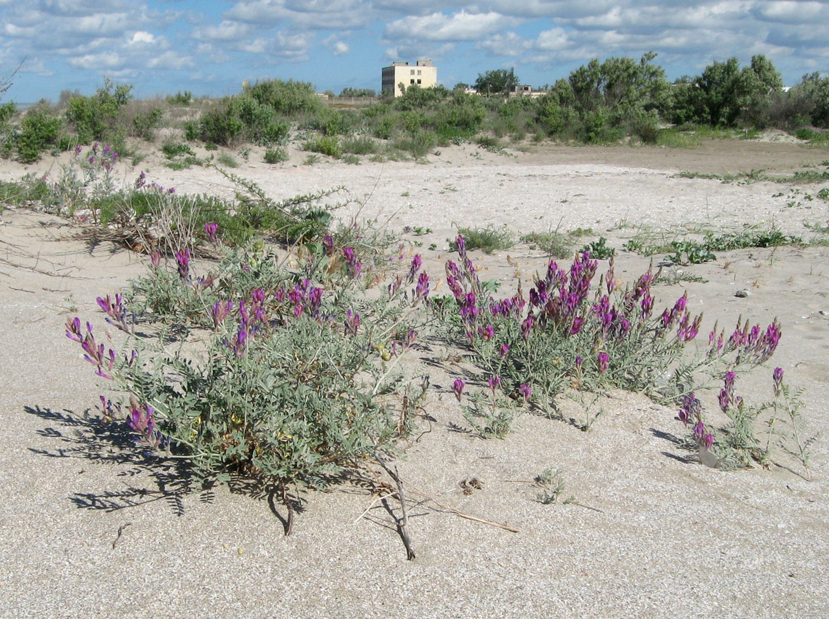 Изображение особи Astragalus varius ssp. eupatoricus.