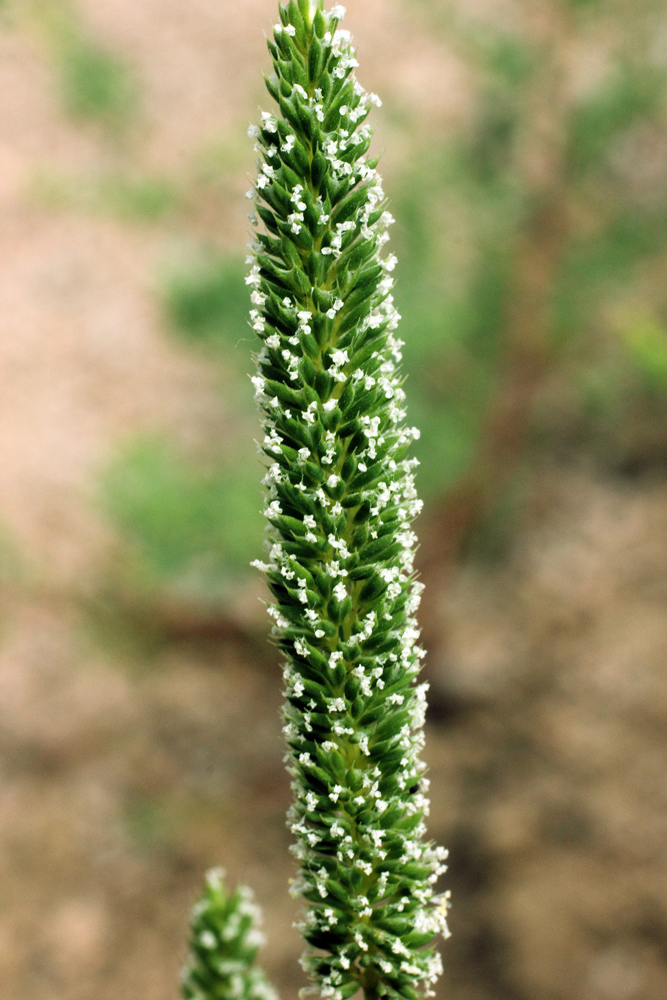 Изображение особи Phleum phleoides.