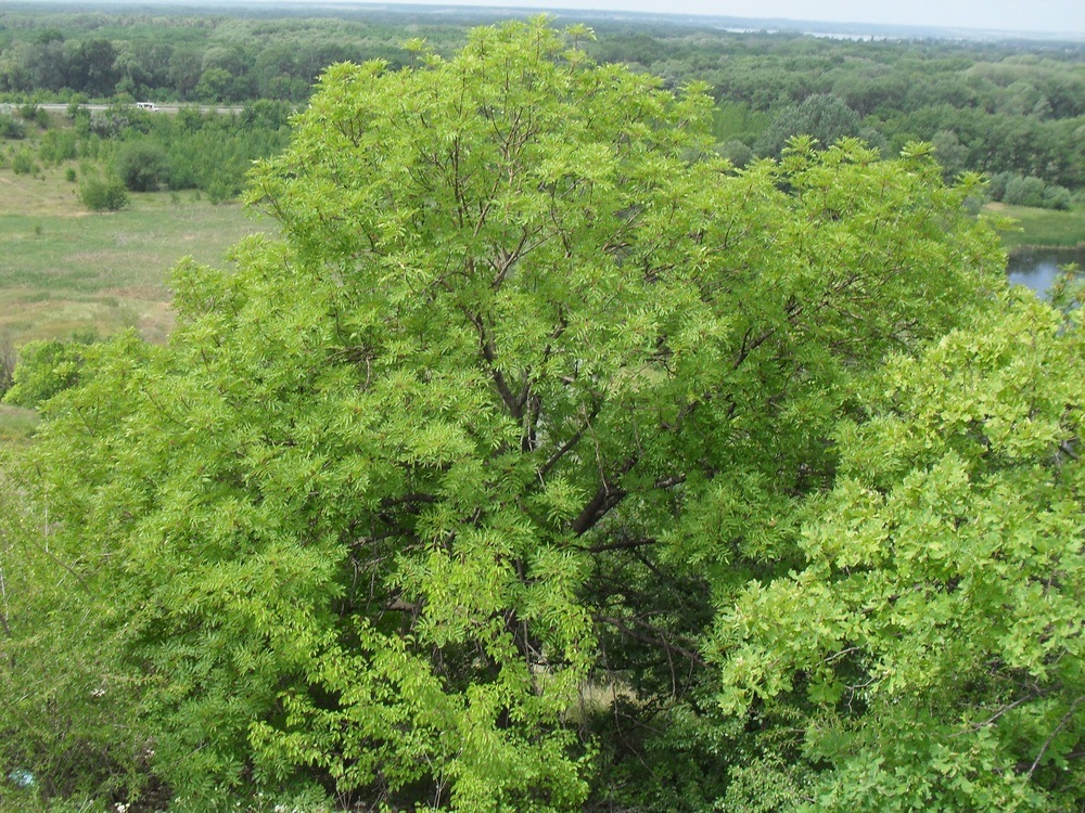 Изображение особи Fraxinus excelsior.