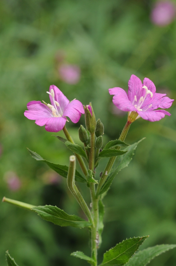 Image of Epilobium hirsutum specimen.