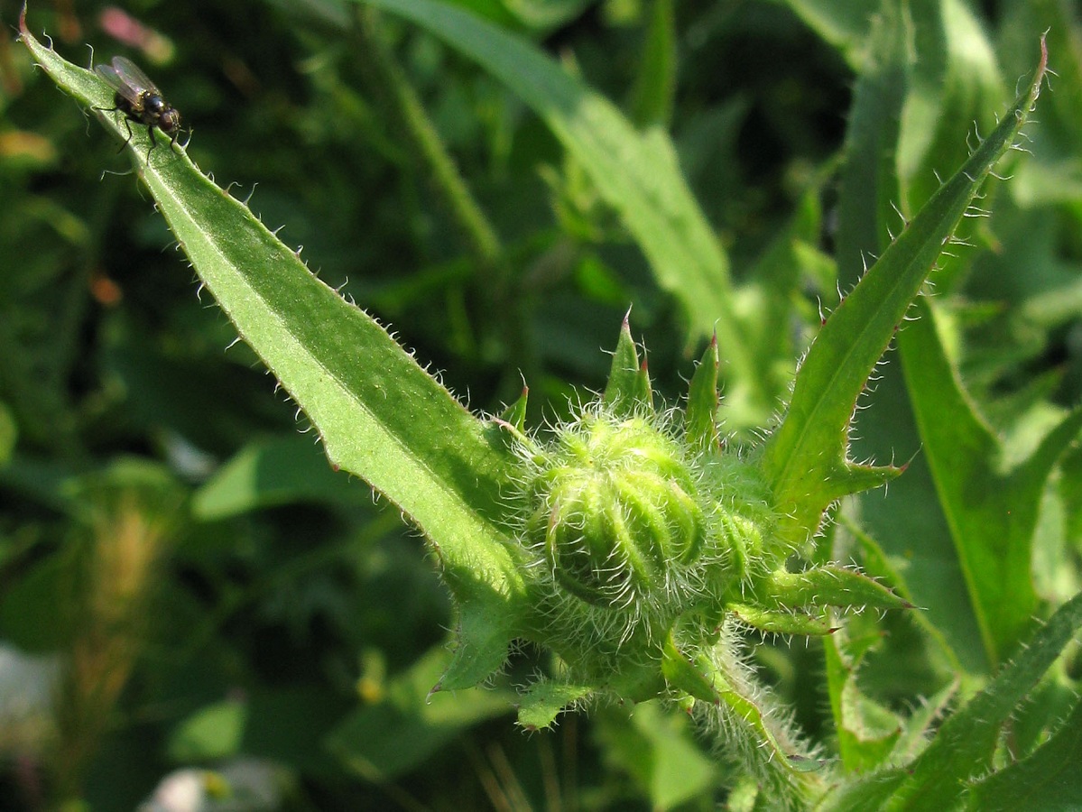 Image of Crepis rhoeadifolia specimen.