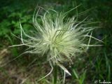 Pulsatilla taurica