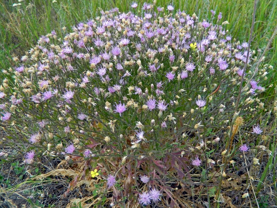 Image of Klasea erucifolia specimen.