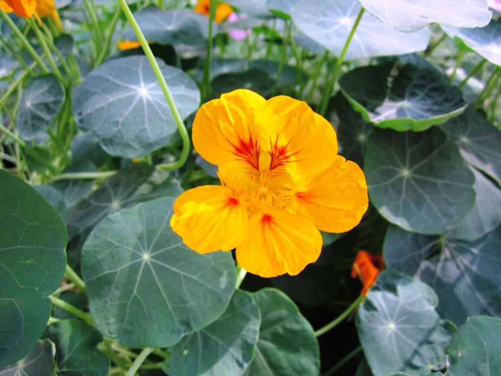 Изображение особи Tropaeolum majus.