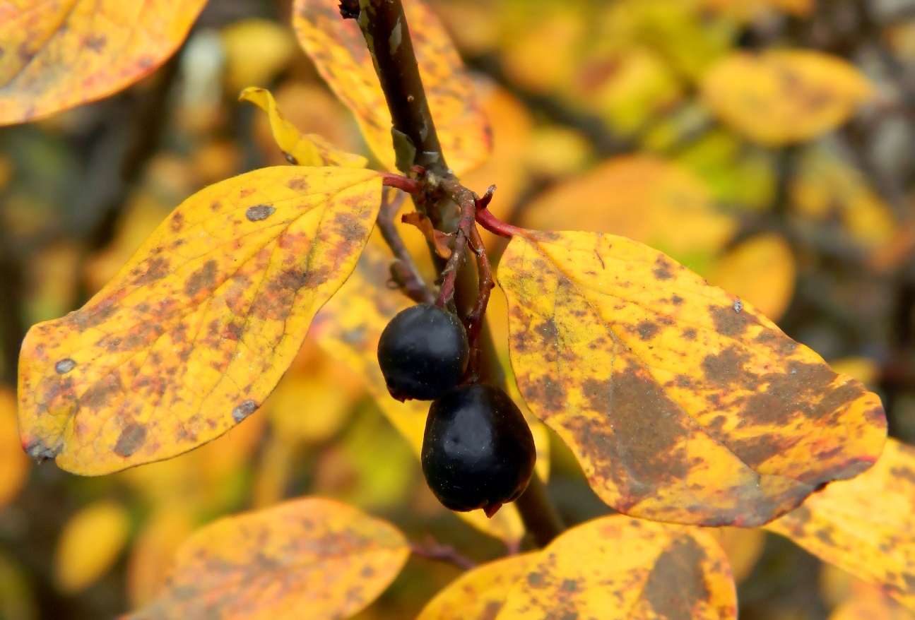 Image of Cotoneaster lucidus specimen.