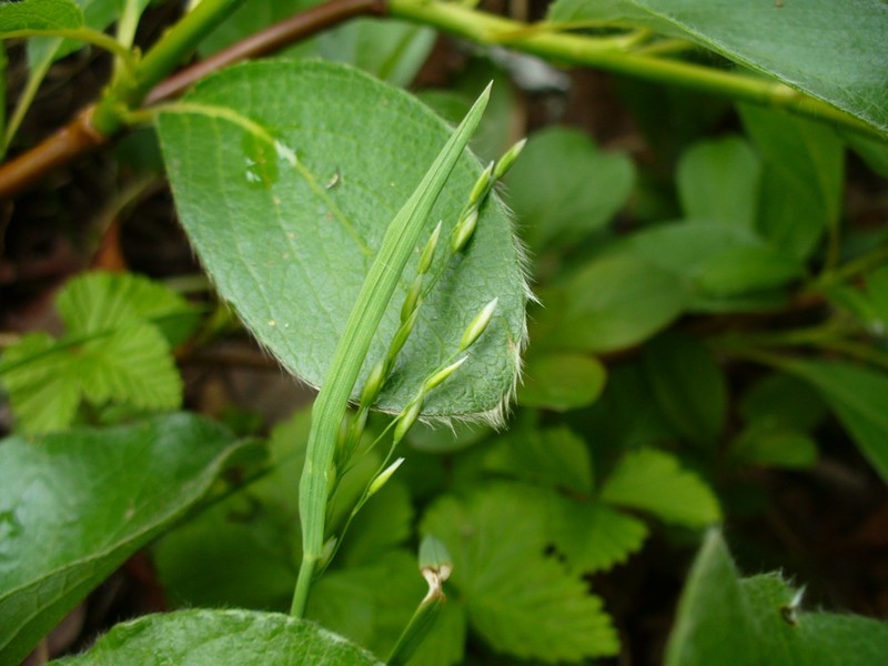 Image of Vahlodea flexuosa specimen.