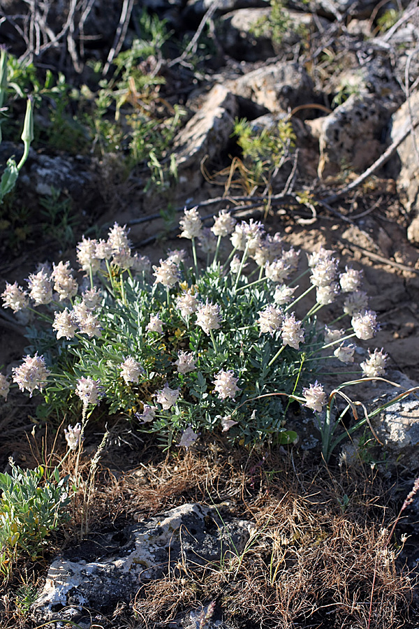 Изображение особи Astragalus schrenkianus.