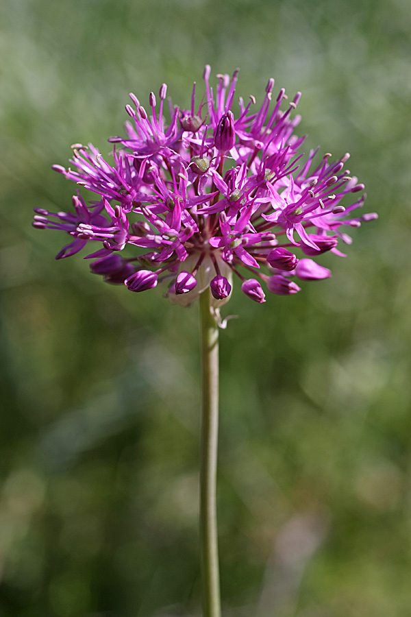 Image of Allium severtzovioides specimen.