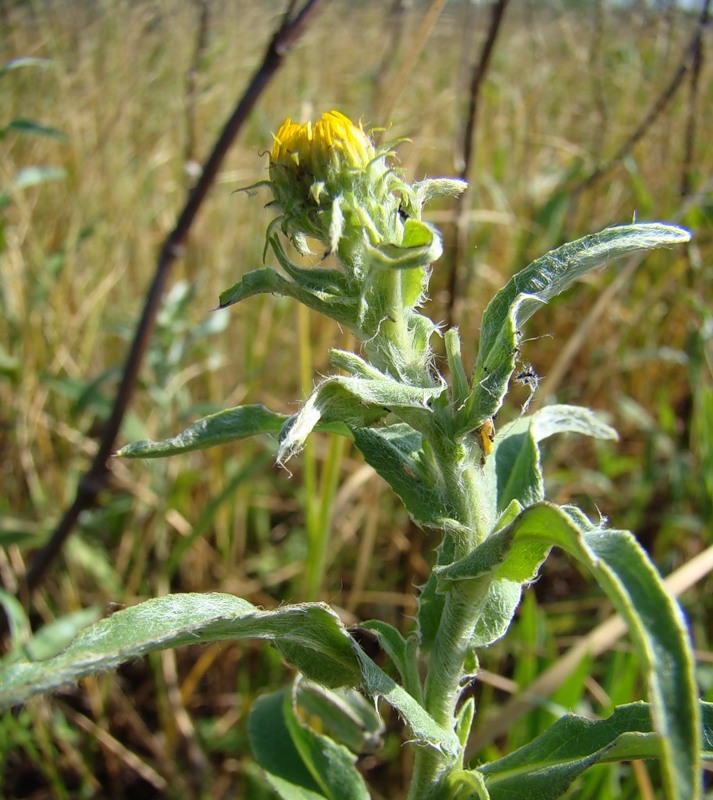 Изображение особи Inula britannica.