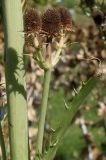 Eryngium pandanifolium. Часть листа и боковой побег с соплодиями. Германия, г. Krefeld, Ботанический сад. 20.08.2013.