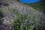 Смотреть изображение Salvia ringens