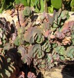 Смотреть изображение Kalanchoe fedtschenkoi