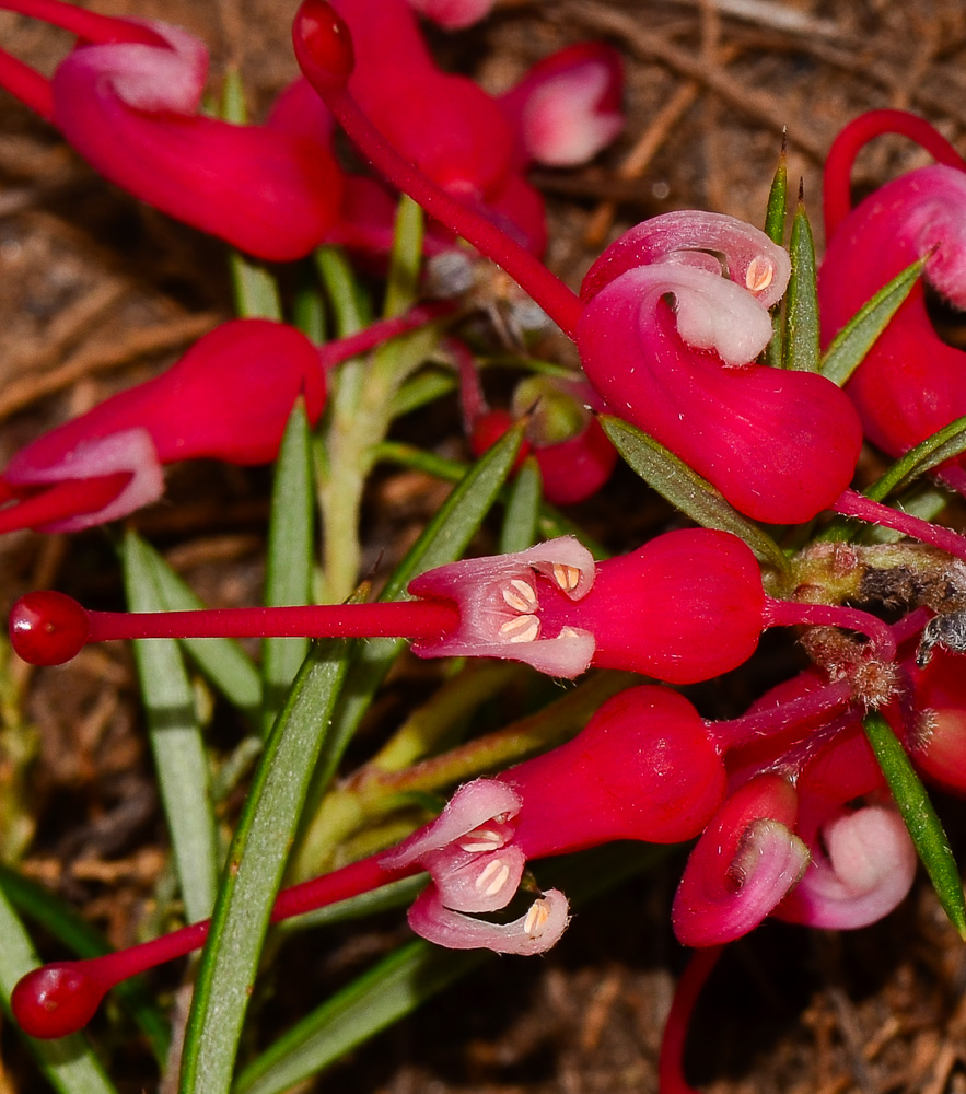 Image of Grevillea rosmarinifolia specimen.