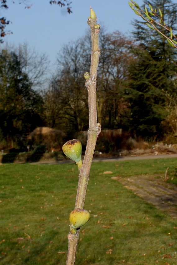 Image of Ficus carica specimen.