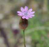 Image of taxon representative. Author is Роланд Цандекидис