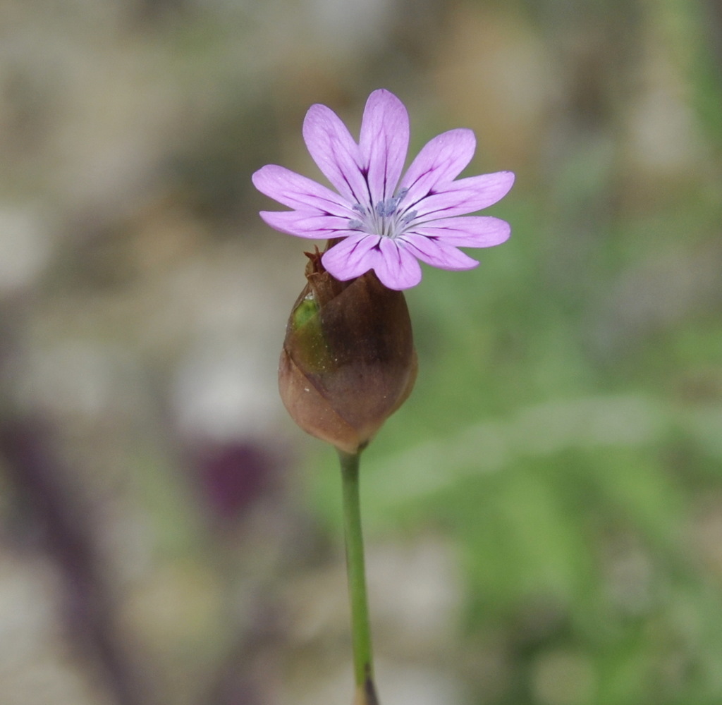 Image of Petrorhagia dubia specimen.