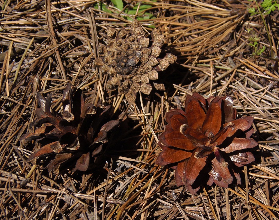 Image of Pinus sylvestris specimen.