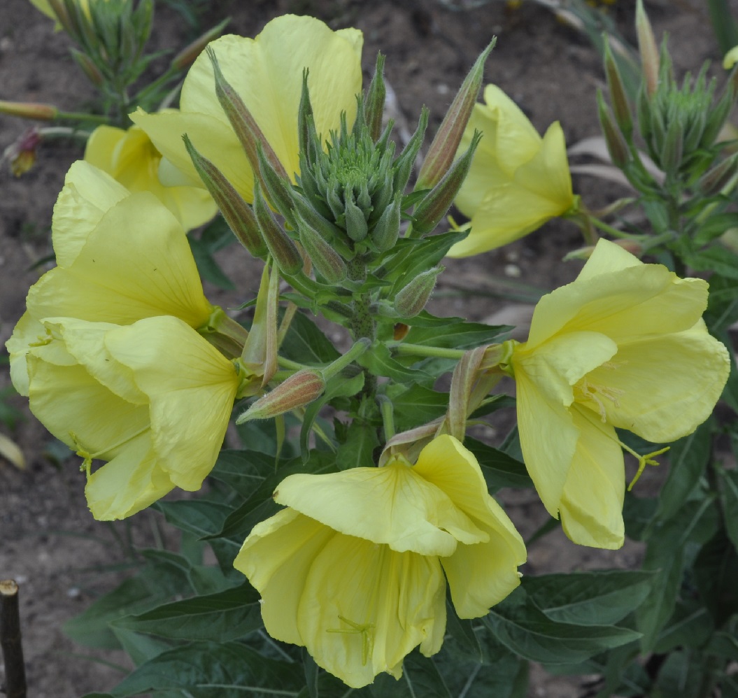 Image of Oenothera glazioviana specimen.