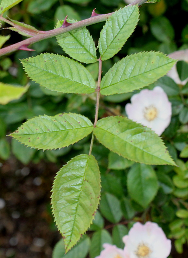 Image of Rosa stylosa specimen.