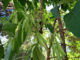 Fraxinus pennsylvanica