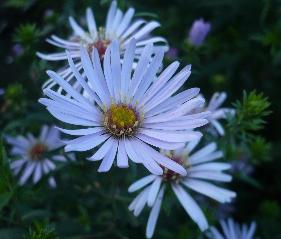 Image of genus Symphyotrichum specimen.