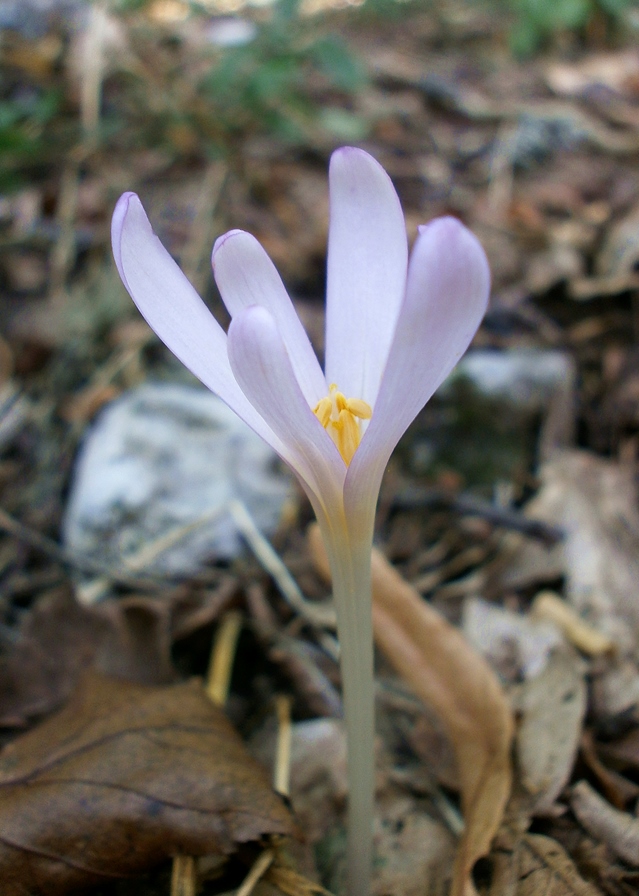 Image of Colchicum umbrosum specimen.