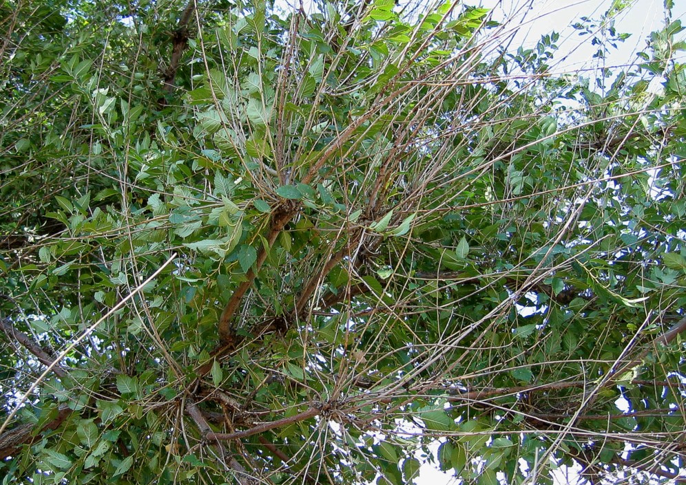 Image of Ulmus pumila specimen.