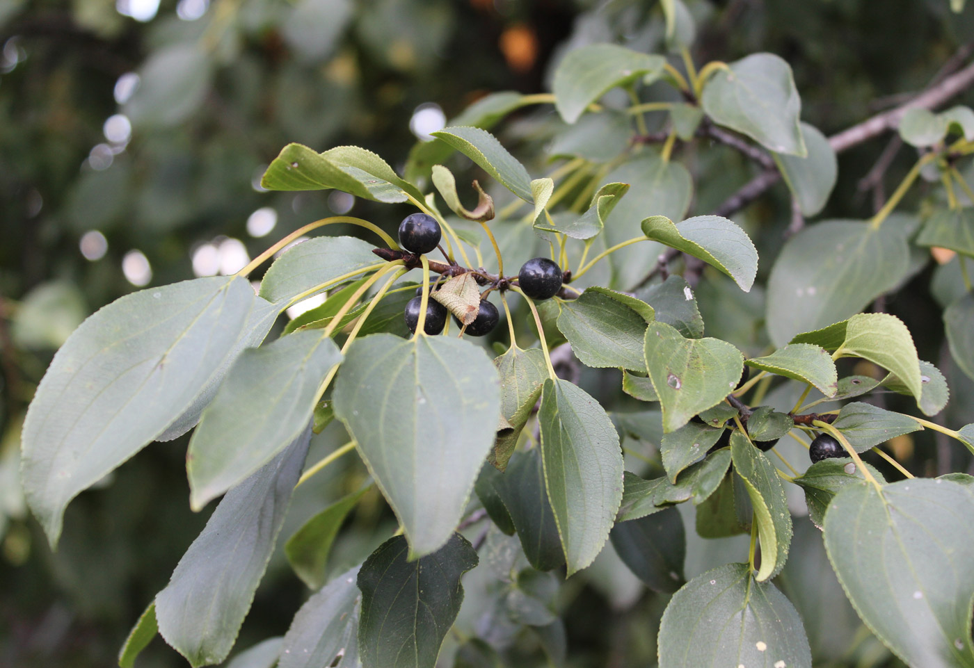 Image of Rhamnus cathartica specimen.