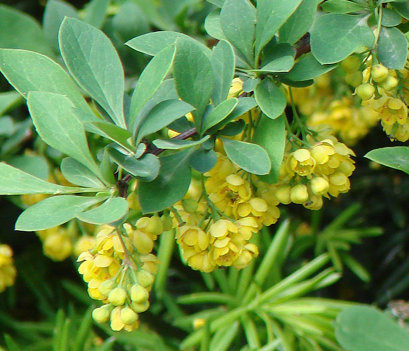 Image of genus Berberis specimen.