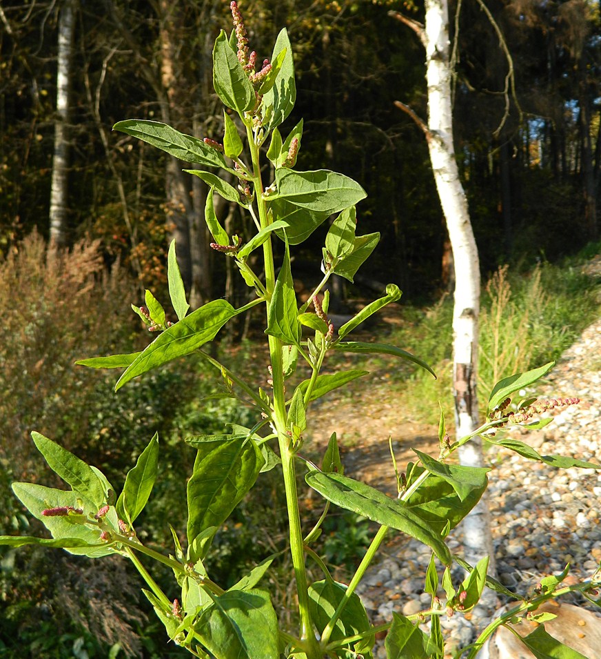 Изображение особи Atriplex prostrata.