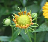 Helenium autumnale