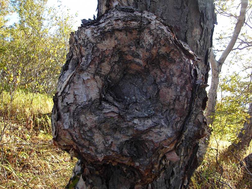 Image of Betula ermanii specimen.