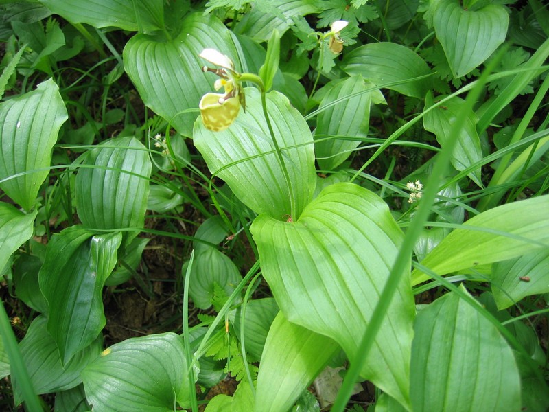 Image of Cypripedium yatabeanum specimen.