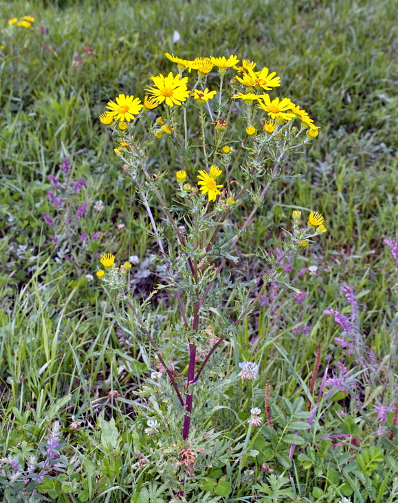 Image of Senecio ambraceus specimen.