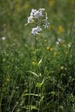 Saponaria officinalis