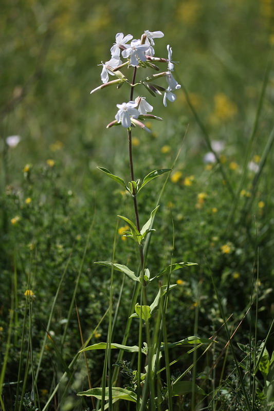 Image of Saponaria officinalis specimen.